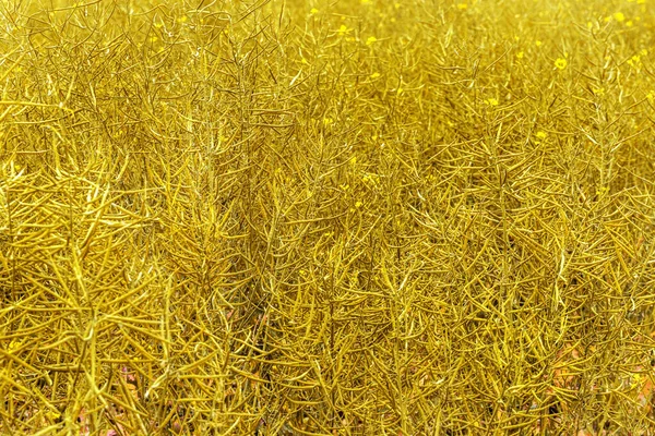 Ländliche Landschaft Raps Biokraftstoff Weicher Fokus Technische Ernte Gelbe Blüte — Stockfoto