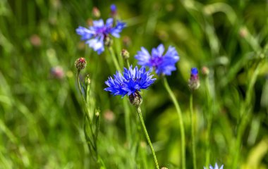 Tarlada mavi çiçek. Güzel kır çiçekleri - kartlar için mavi mısır çiçekleri, takvimler, reklam pankartları. Yaz kırsal arazisi