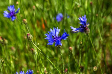 Tarlada mavi çiçek. Güzel kır çiçekleri - kartlar için mavi mısır çiçekleri, takvimler, reklam pankartları. Yaz kırsal arazisi