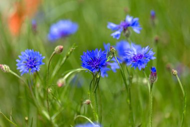 Tarlada mavi çiçek. Güzel kır çiçekleri - kartlar için mavi mısır çiçekleri, takvimler, reklam pankartları. Yaz kırsal arazisi