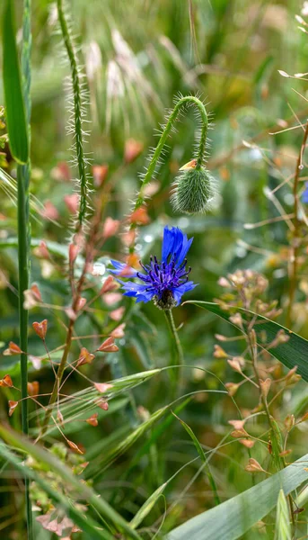 Голубые Кукурузные Цветы Поле Красивые Полевые Цветы Голубые Кукурузные Цветы — стоковое фото