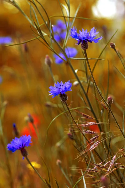 Modré Chrpy Poli Krásné Divoké Květiny Modré Chrpy Karty Kalendáře — Stock fotografie