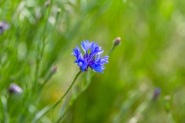Tarlada mavi çiçek. Güzel kır çiçekleri - kartlar için mavi mısır çiçekleri, takvimler, reklam pankartları. Yaz kırsal arazisi