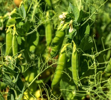 Güzel, taze bezelye ve bezelye kabukları. Sağlıklı yiyecekler. Bahçedeki bezelye bitkilerindeki taze, yeşil bezelye kabuklarına odaklan. Bezelye yetiştirme açık havada ve bulanık arka planda