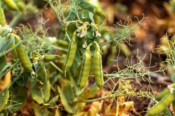 Beautiful close up of green fresh peas and pea pods. Healthy food. Selective focus on fresh bright green pea pods on pea plants in garden. Pea cultivation outdoors and blurred background