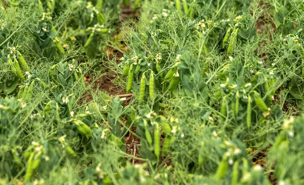 Beautiful close up of green fresh peas and pea pods. Healthy food. Selective focus on fresh bright green pea pods on pea plants in garden. Pea cultivation outdoors and blurred background