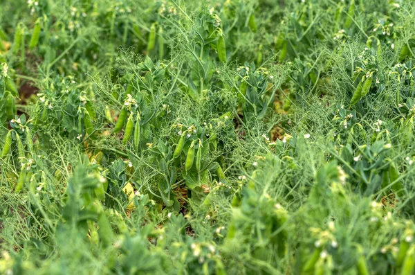 Beautiful close up of green fresh peas and pea pods. Healthy food. Selective focus on fresh bright green pea pods on pea plants in garden. Pea cultivation outdoors and blurred background