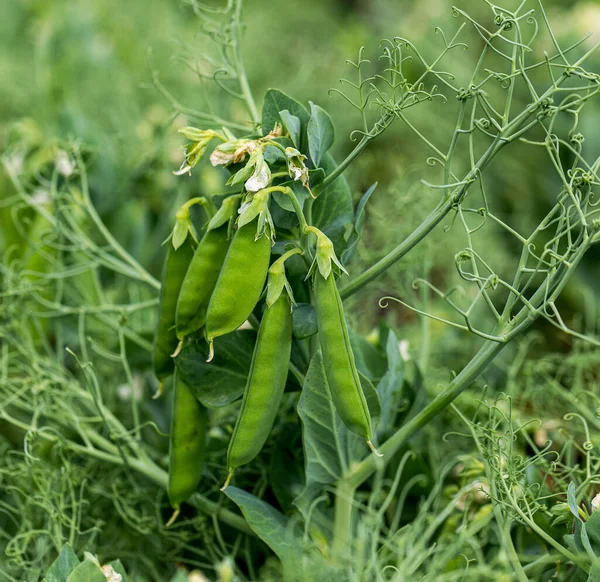 Beautiful close up of green fresh peas and pea pods. Healthy food. Selective focus on fresh bright green pea pods on pea plants in garden. Pea cultivation outdoors and blurred background