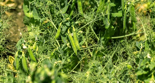 Beautiful close up of green fresh peas and pea pods. Healthy food. Selective focus on fresh bright green pea pods on pea plants in garden. Pea cultivation outdoors and blurred background