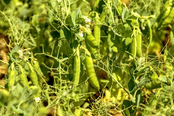 Beautiful close up of green fresh peas and pea pods. Healthy food. Selective focus on fresh bright green pea pods on pea plants in garden. Pea cultivation outdoors and blurred background