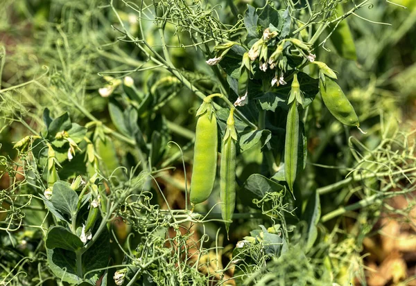 Beautiful close up of green fresh peas and pea pods. Healthy food. Selective focus on fresh bright green pea pods on pea plants in garden. Pea cultivation outdoors and blurred background