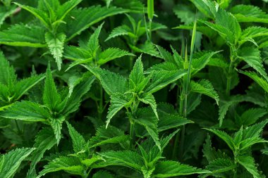Urtica dioica ya da bahçede ısırgan otu. Isırgan otu, kanama, idrar söktürücü, antipiretik, yara iyileştirme, antirheumatik madde olarak kullanılan tıbbi bitki. Yumuşak yeşil yapraklı ısırgan otu. Seçici odak