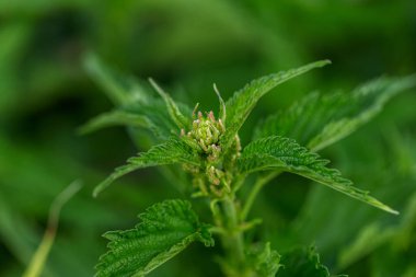 Urtica dioica ya da bahçede ısırgan otu. Isırgan otu, kanama, idrar söktürücü, antipiretik, yara iyileştirme, antirheumatik madde olarak kullanılan tıbbi bitki. Yumuşak yeşil yapraklı ısırgan otu. Seçici odak