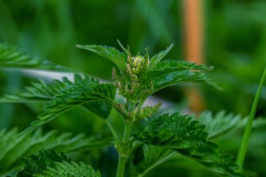 Urtica dioica ya da bahçede ısırgan otu. Isırgan otu, kanama, idrar söktürücü, antipiretik, yara iyileştirme, antirheumatik madde olarak kullanılan tıbbi bitki. Yumuşak yeşil yapraklı ısırgan otu. Seçici odak