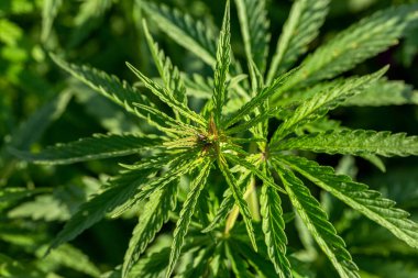 Marihuana esrarı. Kenevir yaprağı ve dişi çiçekleri yakın çekim. Tıbbi marihuana yetiştirilmiş bitkiler. Melez kenevir. - Kola. Reçine. İyileşiyor. Akıl Sağlığı. Yapraklı, yeşil yapraklı ve sağlıklı bitkiler.