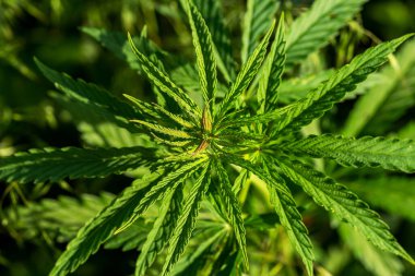 Marihuana esrarı. Kenevir yaprağı ve dişi çiçekleri yakın çekim. Tıbbi marihuana yetiştirilmiş bitkiler. Melez kenevir. - Kola. Reçine. İyileşiyor. Akıl Sağlığı. Yapraklı, yeşil yapraklı ve sağlıklı bitkiler.