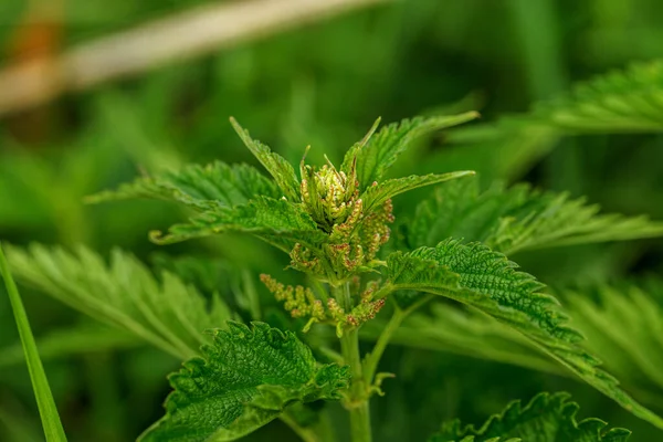 Urtica Dioica Nettle Garden Stinging Nettle Medicinal Plant Used Bleeding — Stock Photo, Image