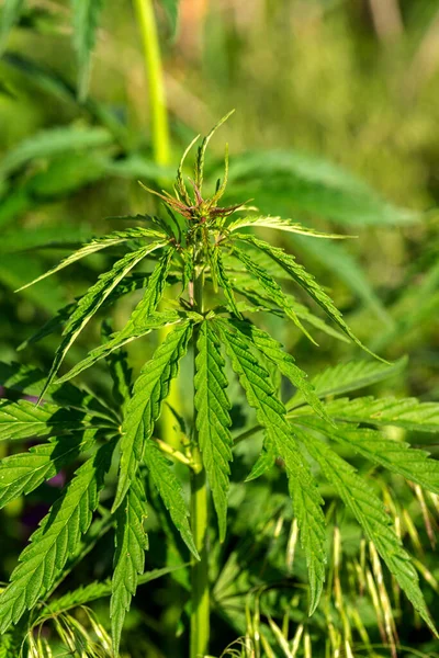 Marihuana Cannabis Nahaufnahme Eines Cannabis Blattes Und Weiblicher Blüten Medizinische — Stockfoto