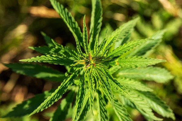 Marihuana Cannabis Nahaufnahme Eines Cannabis Blattes Und Weiblicher Blüten Medizinische — Stockfoto