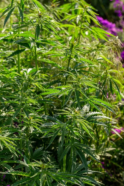 Marihuana Cannabis Nahaufnahme Eines Cannabis Blattes Und Weiblicher Blüten Medizinische — Stockfoto