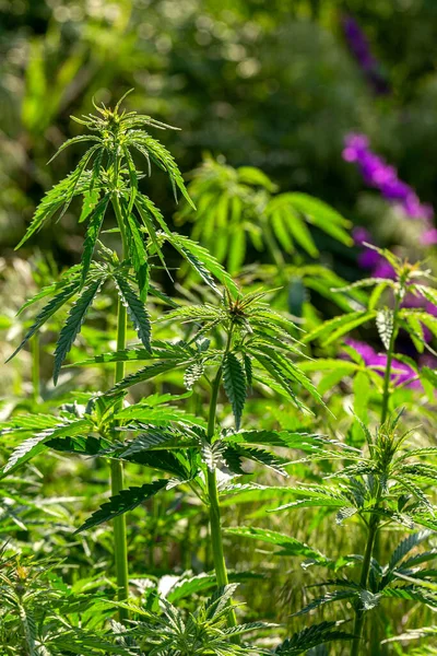 Marihuana Cannabis Primer Plano Una Hoja Cannabis Flores Femeninas Plantas — Foto de Stock