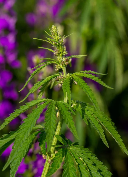 Μαριχουάνα Κάνναβη Κοντινό Πλάνο Ενός Φύλλου Κάνναβης Και Θηλυκών Λουλουδιών — Φωτογραφία Αρχείου