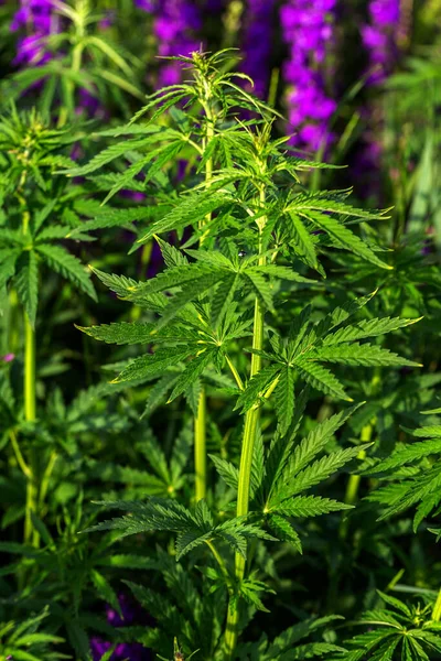 Marihuana Cannabis Nahaufnahme Eines Cannabis Blattes Und Weiblicher Blüten Medizinische — Stockfoto