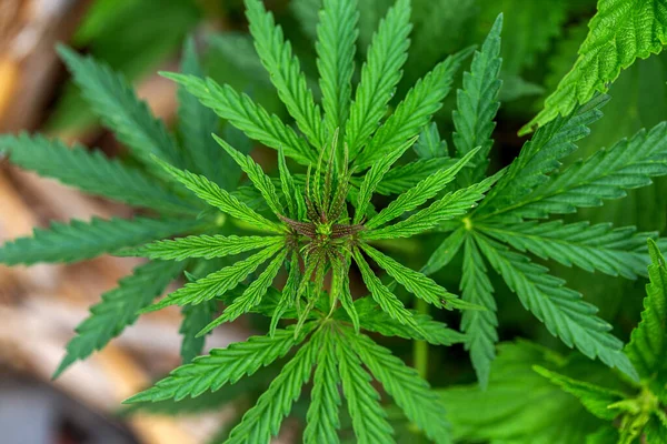 Marihuana Cannabis Nahaufnahme Eines Cannabis Blattes Und Weiblicher Blüten Medizinische — Stockfoto