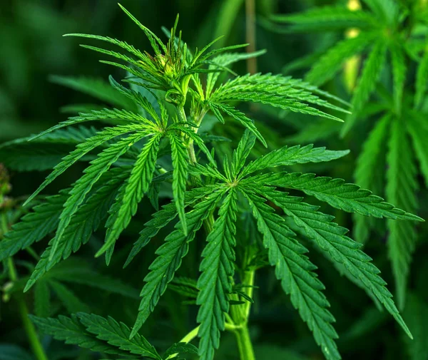 Marihuana Cannabis Nahaufnahme Eines Cannabis Blattes Und Weiblicher Blüten Medizinische — Stockfoto