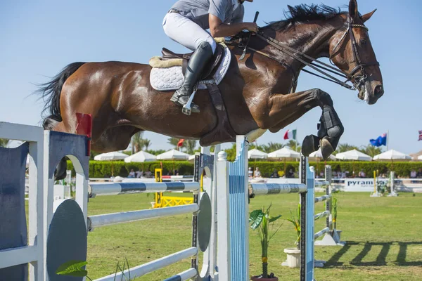 Paard en ruiter springen in Paardensport competitie — Stockfoto