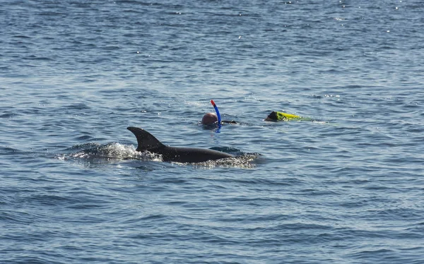 Snorkelers com golfinho em mar tropical — Fotografia de Stock