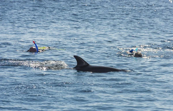 Buceadores con delfines en el mar tropical — Foto de Stock