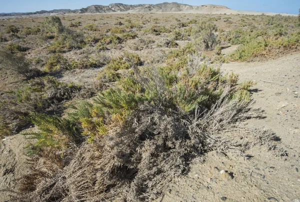 Bush vegetação na duna de areia no deserto — Fotografia de Stock