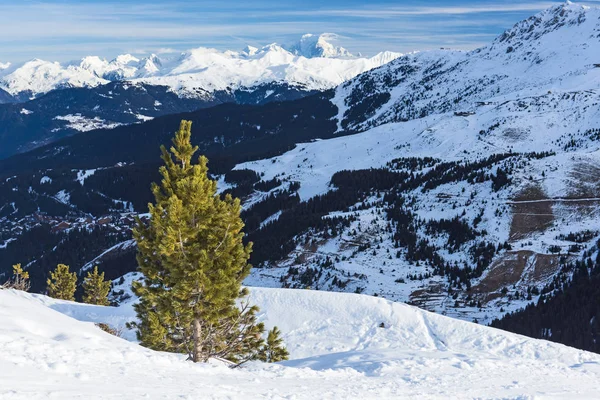 Панорамный вид на снежный склон с молодой сосной — стоковое фото