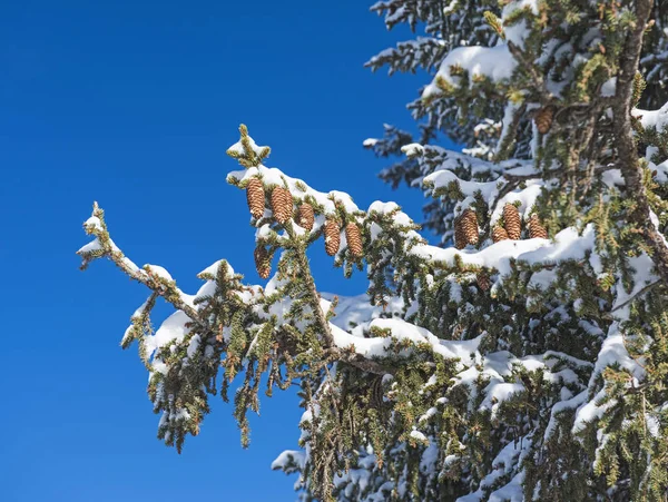 Schneebedeckter Nadelbaum mit Zapfen — Stockfoto