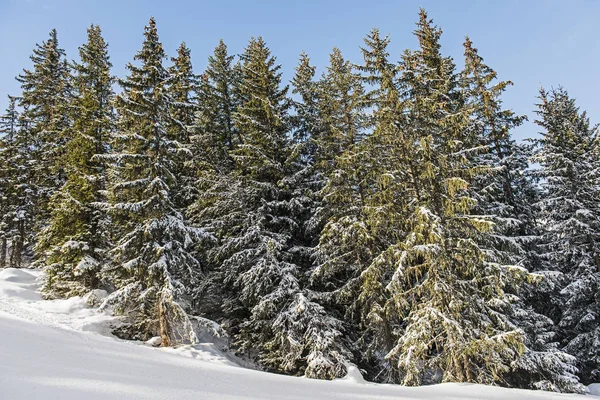 Panoramablick auf alpine Nadelbäume — Stockfoto
