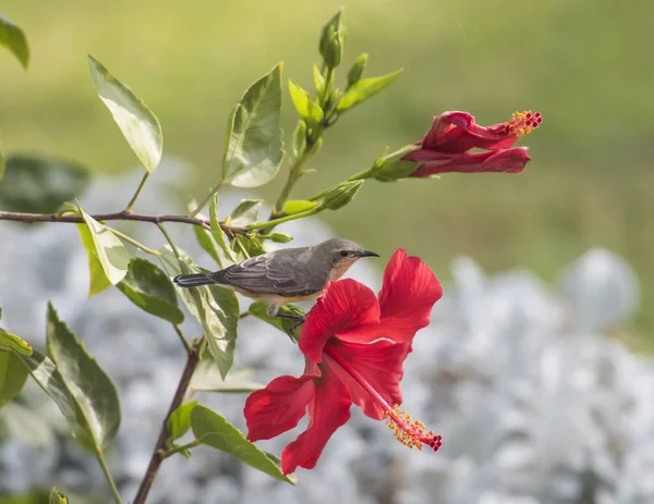 ハイビスカスの花にとまる小鳥 — ストック写真
