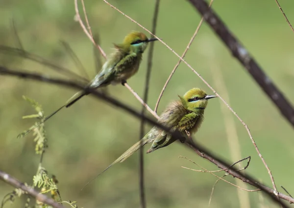 Paar kleiner grüner Bienenfresser auf Barsch — Stockfoto