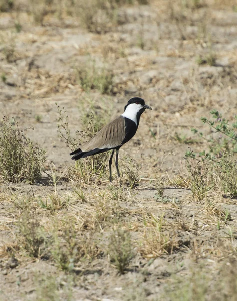 Spur winged plover stood in grass — Stock Photo, Image