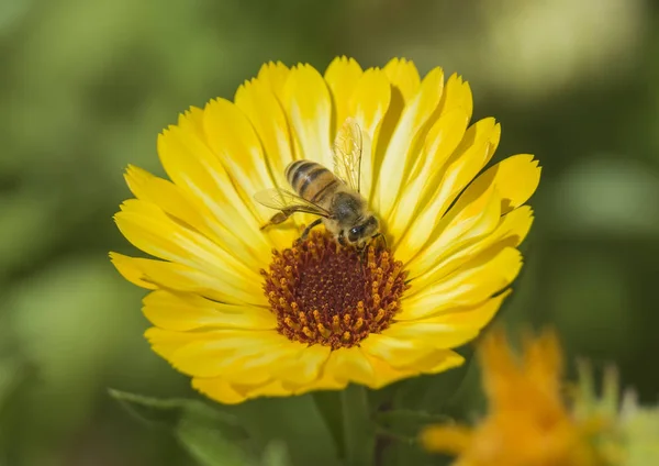 Abeja coleccionando polen en una flor de margarita amarilla — Foto de Stock
