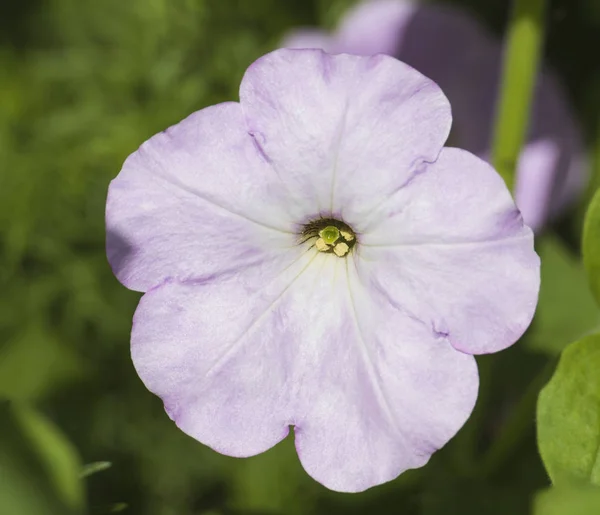 ハイビスカスの葵根紫花のクローズ アップ — ストック写真