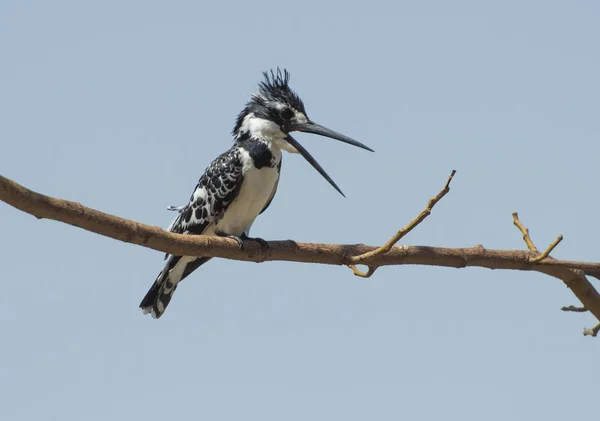 Pied kingfisher uppflugna på en gren — Stockfoto