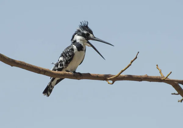 Pied martín pescador encaramado en una rama de árbol — Foto de Stock