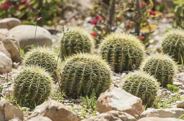 Barrel cactus plants in an arid desert garden — Stock Photo, Image