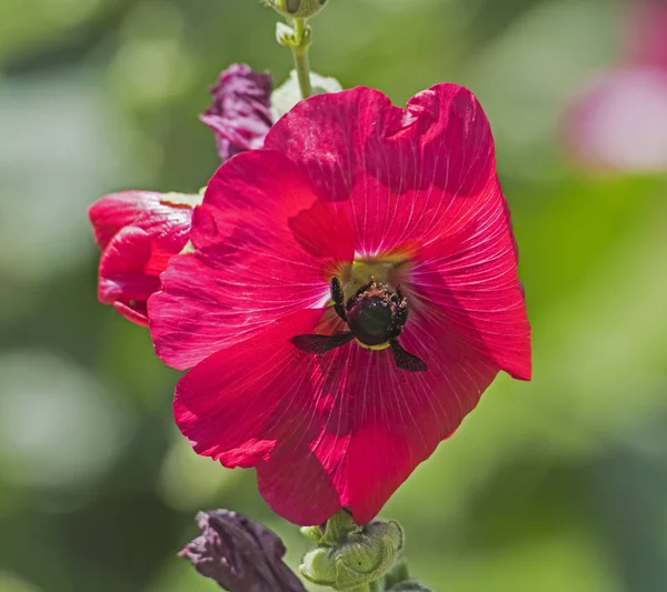 Honing bijen verzamelen stuifmeel op een paarse hibiscus bloem — Stockfoto