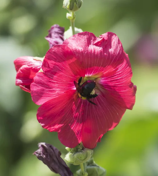 Honing bijen verzamelen stuifmeel op een paarse hibiscus bloem — Stockfoto