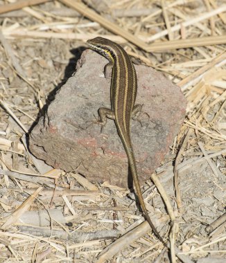Mavi kuyruklu skink kertenkele bir kayanın üzerinde