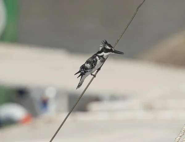 Pied kingfisher perched on a rope — Stock Photo, Image