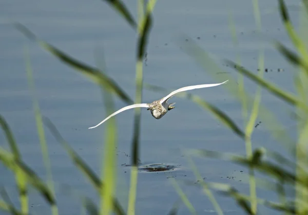 Czapla modronosa latające nad rzeką przez trzciny — Zdjęcie stockowe