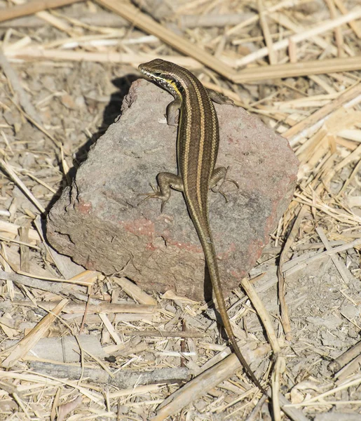 岩の上のトカゲの尾の青トカゲ — ストック写真